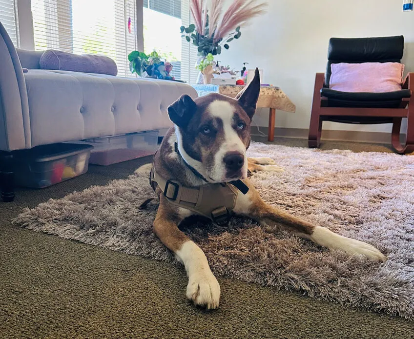 Siberian Husky sitting on a run looking into the camera with a couch and chair behind him