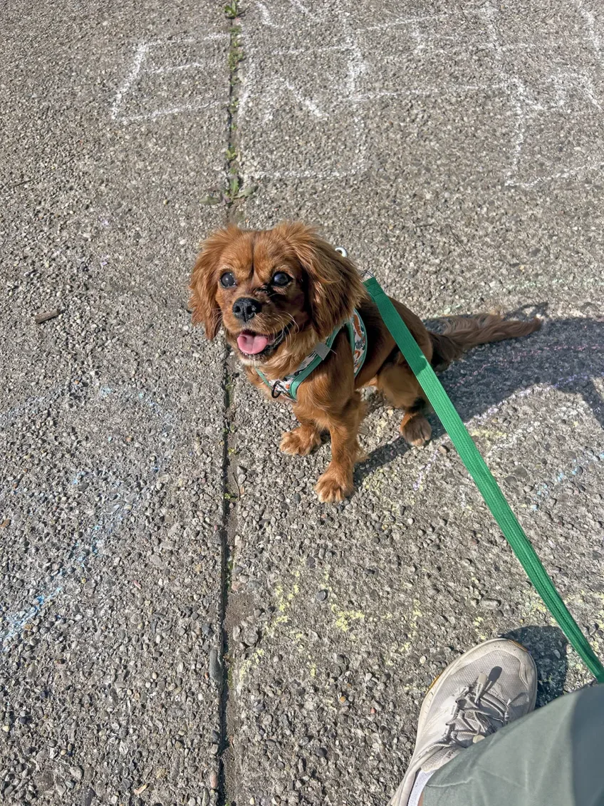 Beautiful brown Cavalier King Charles Spaniel sitting on a driveway earing a green leash
