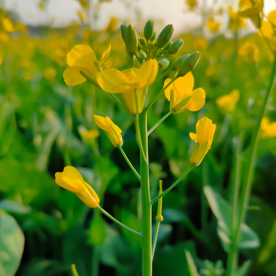 garden of beautiful yellow flowers